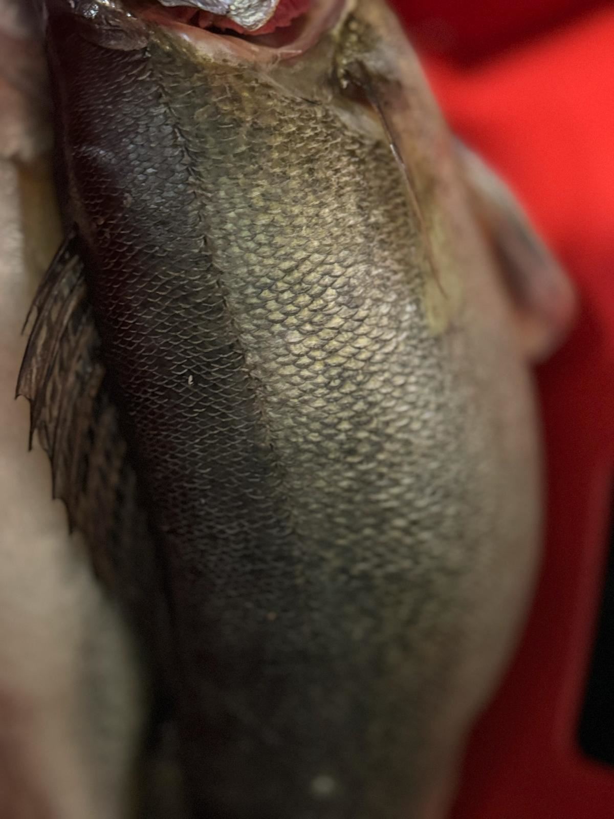 Frisch geangelter Fisch aus dem Rhein